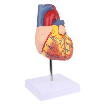 Разглобен анатомичен модел на човешкото сърце, използван в учебния инструмент по анатомия с номер
