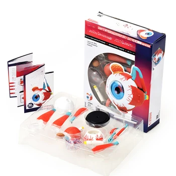 Модел за сглобяване на пъзел играчки, модел на очите за медицинска употреба